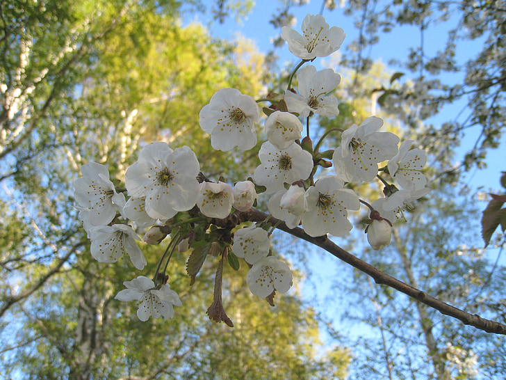 flor del cirerer, branques, arbre, blau cel, blau, primavera, colors