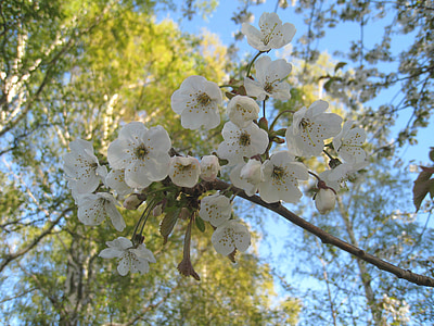 Cherry blossom, grene, træ, himmelblå, blå, forår, farver