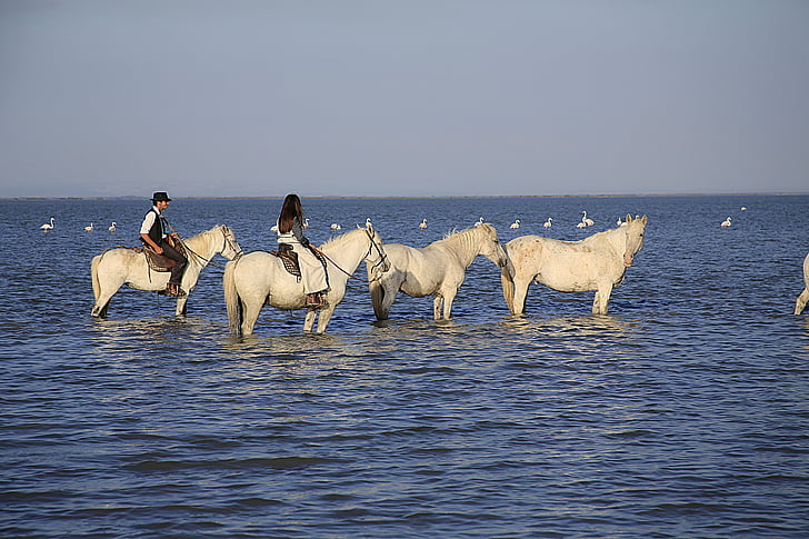 horses, herd, gardian, hiking, animals, river, lake