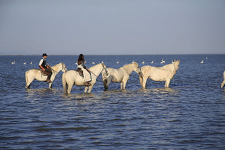 caballos, rebaño, Gardian, senderismo, animales, Río, Lago