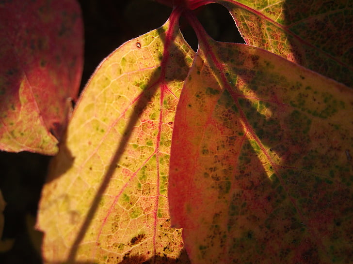 dedaunan, musim gugur, kuning, alam, vena daun, merah, makro