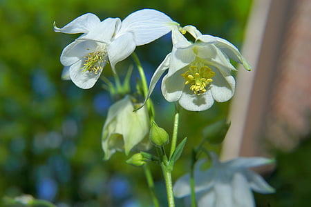 baltu ziedu, dārza, vasaras sākumā, izsoles, jauks, ornament, balta