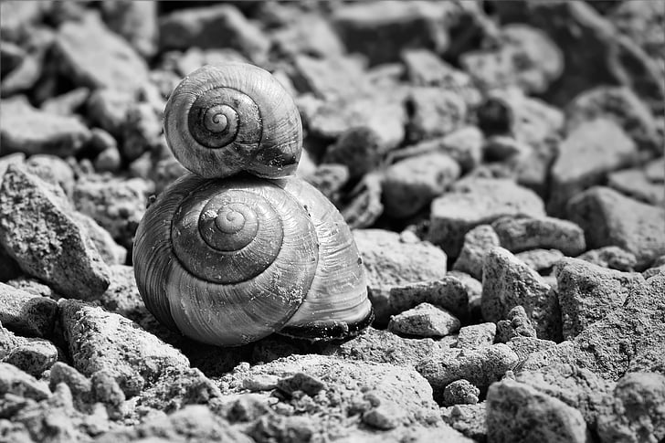 snails, shell, snail shells, black and white, reptiles, snail shell, garden snail