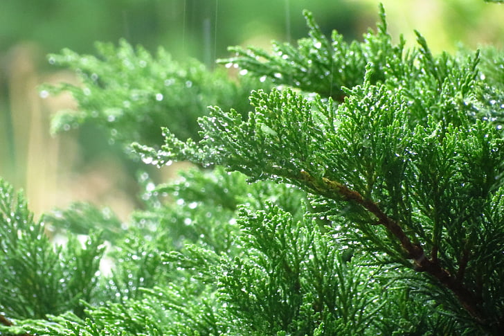 raindrops, foliage, green