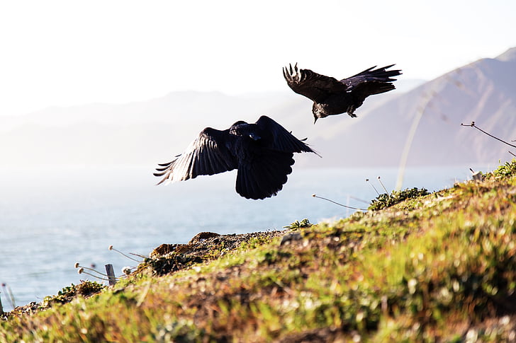 animals, birds, nature, ocean, sea, sky, bird