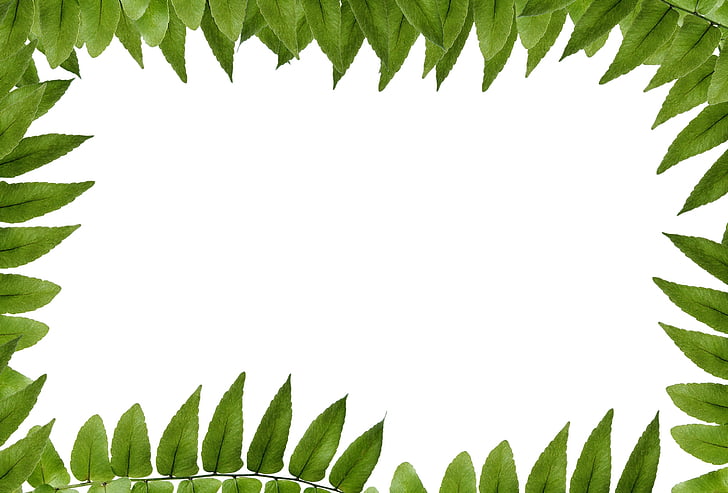 leaf, green, polypody, frame, picture frame, ornament, clean