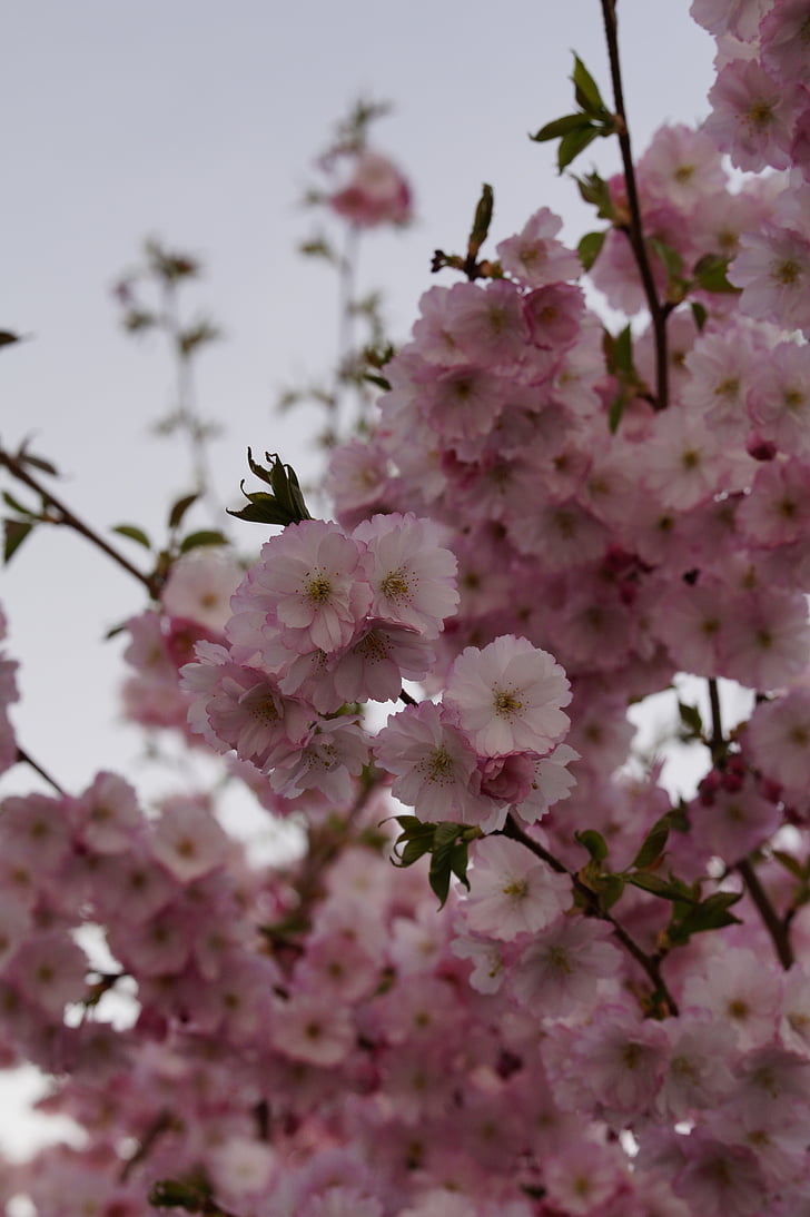 вишни в цвету., Блоссом, Блум, Весна, розовый, тендер, декоративные вишни
