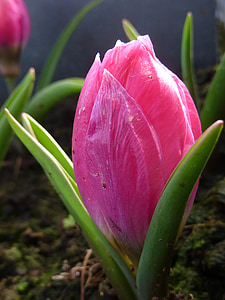 virág, tulipán, rózsaszín, pulchella violacea
