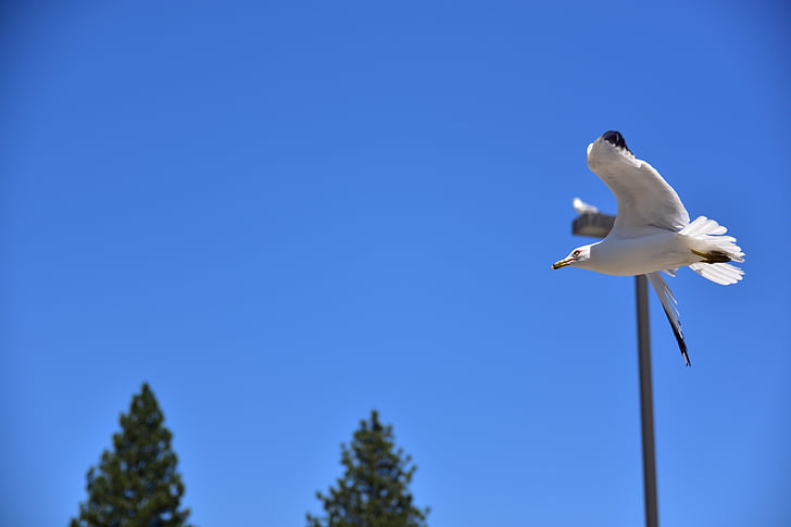 Soar, sea gull, Statele Unite