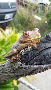 жаба, Сержипе, Бразилия