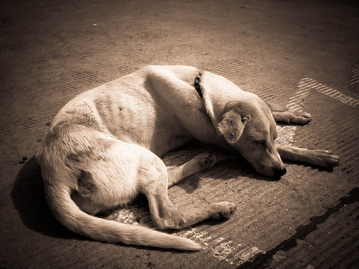 pes, spí, zviera, psie, PET, chudá, tenké