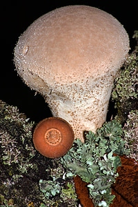 蘑菇, bovist, 宏观, umbrinum