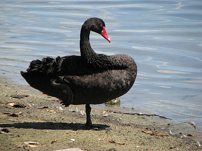 天鹅, 黑色, 鸟, 自然, 动物, 湖, 水