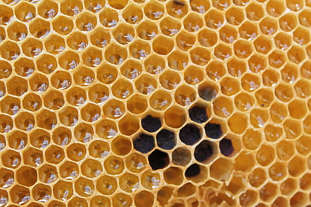 Wabe, Honig, sehr lecker, Süß, Bienenstock