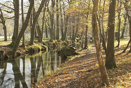 podrost, Les, řeka, na podzim