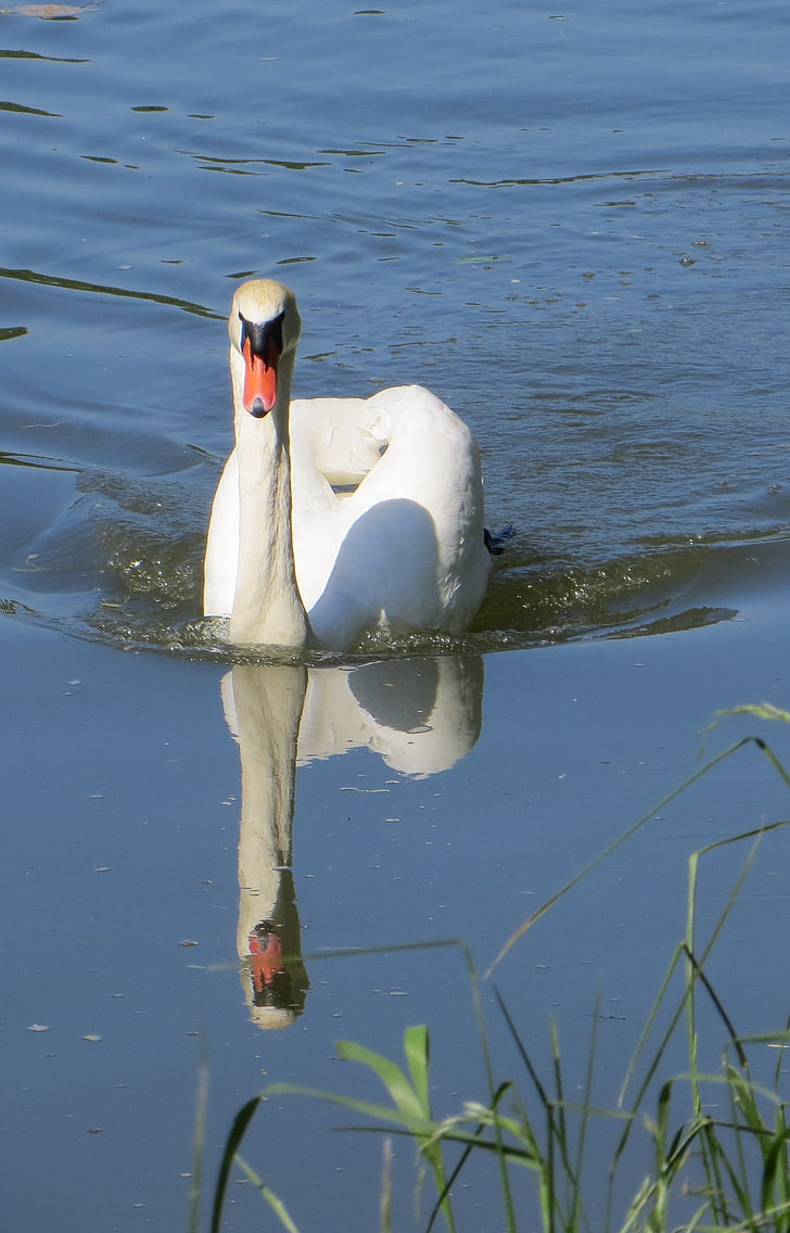 swan, birds, waterfowl, sublime, beautiful, graceful, water
