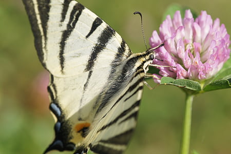 Schmetterling, Insekt, Flügel, Natur, Blume, tierische Flügel, Schmetterling - Insekt