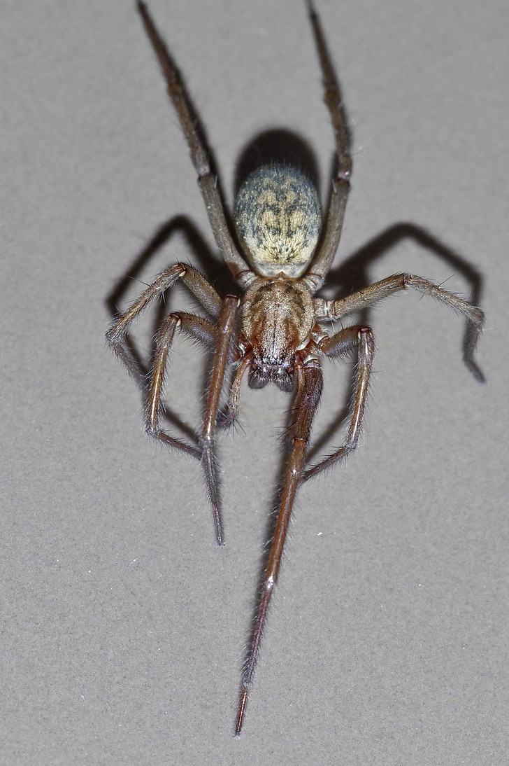 spider, tegenaria domestica, terrible, arachnophobia, frightening, arachnid, insect