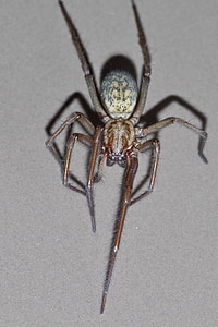паяк, Tegenaria domestica, ужасен, arachnophobia, страшно, паякообразни, насекоми