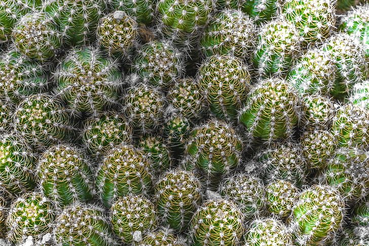 Kaktus, Sporn, Anlage, Grün, stachelige, Natur, trocken