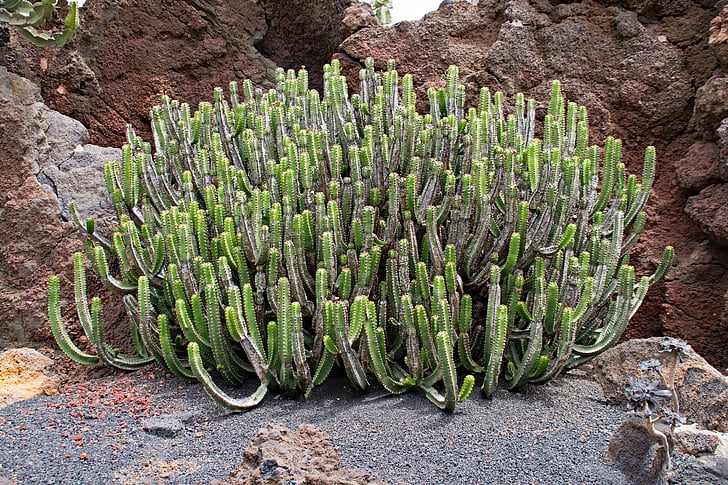 Jardin de cactus, kaktus, Lanzarote, Spania, Afrika attraksjoner, guatiza, lava