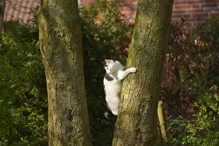 kedi, tırmanış, ağaç, Genç kedi, yerli kedi, mieze, doğa