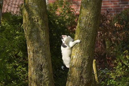 katten, klatre, treet, ung katt, innenlands cat, mieze, natur