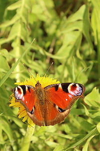 butterfly, dandelion, peacock, insect, butterfly - Insect, nature, animal