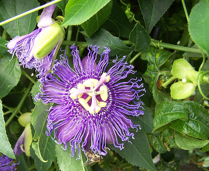 blossom, bloom, flowers, purple, nature, plant