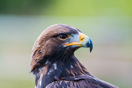 Àguila Daurada, Adler, ocell, ploma, natura, aus silvestres, volar