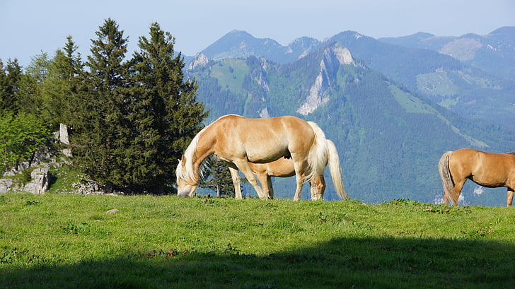 horses, mountains, alm, pasture, alpine