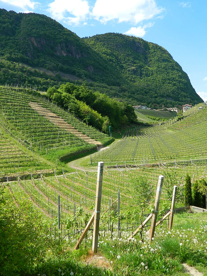kebun anggur, anggur, Italia, Dolomites