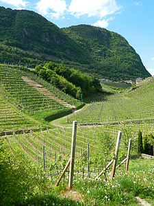 vingården, druer, Italia, Dolomittene