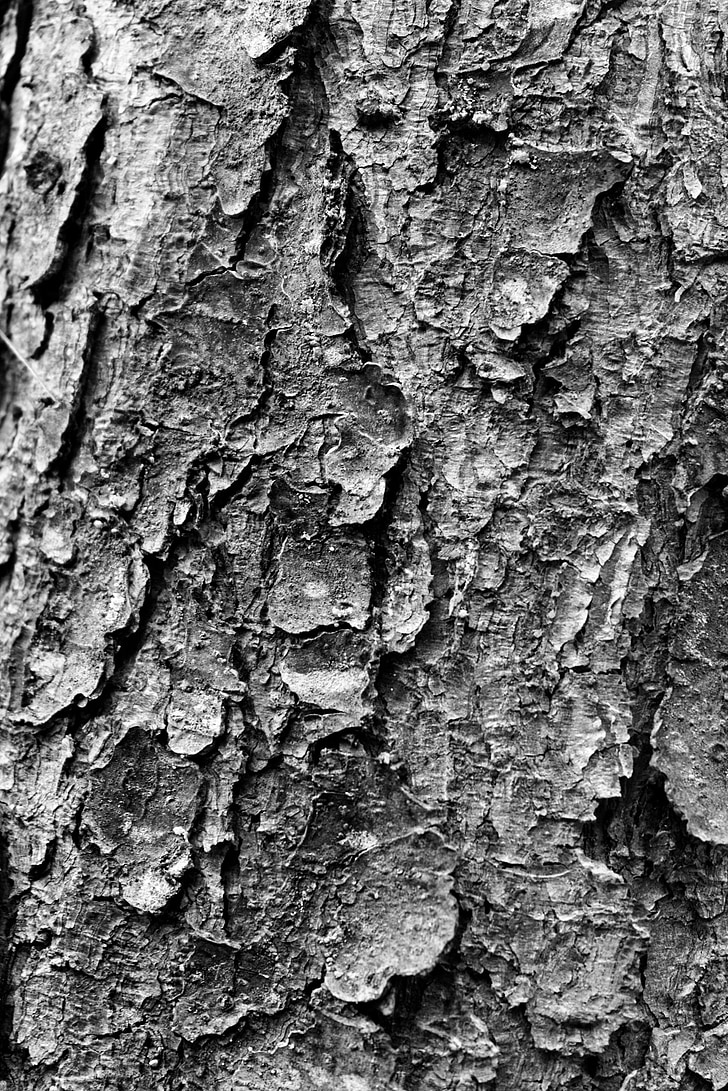 árbol, tronco, textura, corteza, blanco y negro, naturaleza, bosque