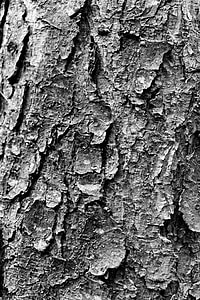 Baum, Stamm, Textur, Rinde, schwarz / weiß, Natur, Wald
