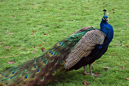 bird, peacock, animal, blue, green, grass, feather