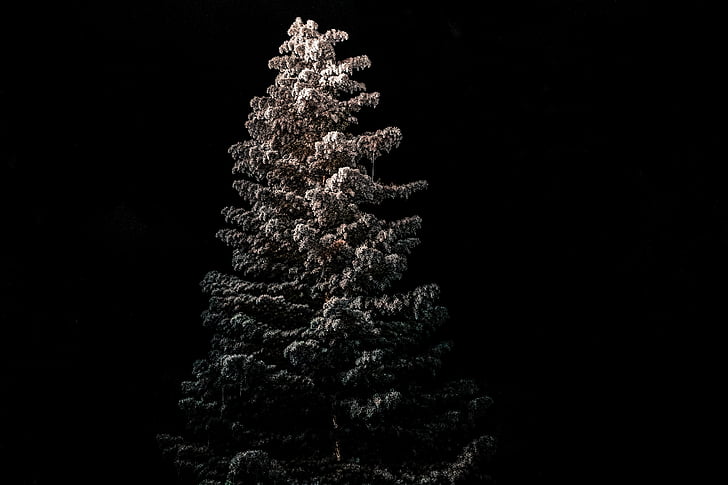 Foto, béžová, umělé, strom, borovice, ze, Vánoční