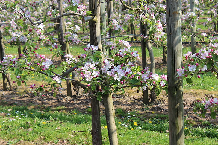Apple blossom, Orchard, cây, nông nghiệp, Apple orchard, kernobstgewaechs, cảnh quan