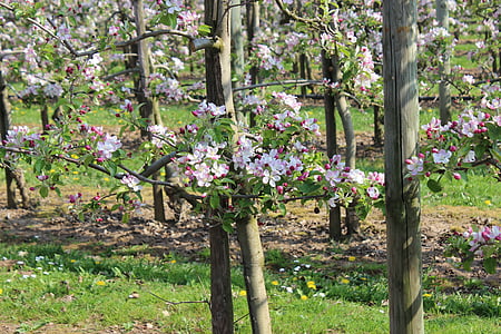 Apple blossom, Ovocný sad, stromy, zemědělství, jablečný sad, kernobstgewaechs, krajina