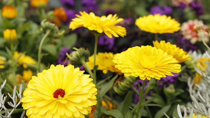 flowers, color, nature, yellow, flower, plant, summer