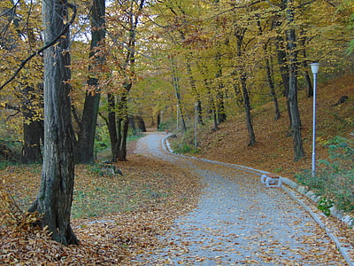 Herbst, fallen, saisonale, gelb, Wald, Pfad, Herbst-Saison