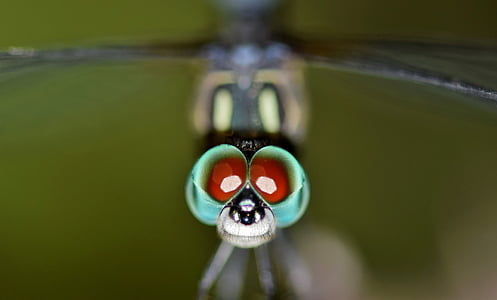 bug-ul, Close-up, Dragonfly, ochii, insectă, macro, natura