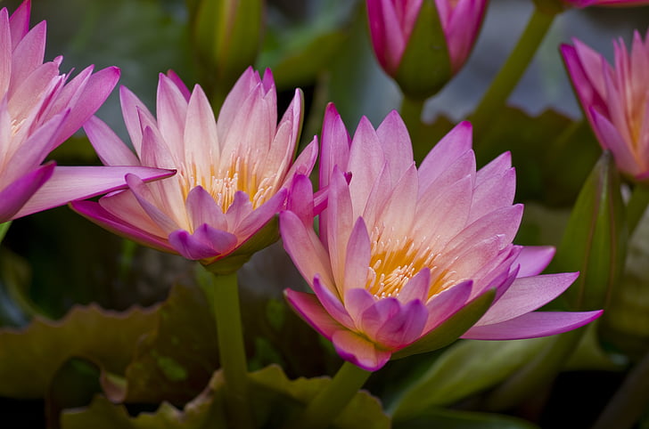 water lilies, purple, aquatic plant, pink, composites, pond, nature