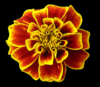 Marigold, fleur, nature, jaune, rouge, couleurs, pétale