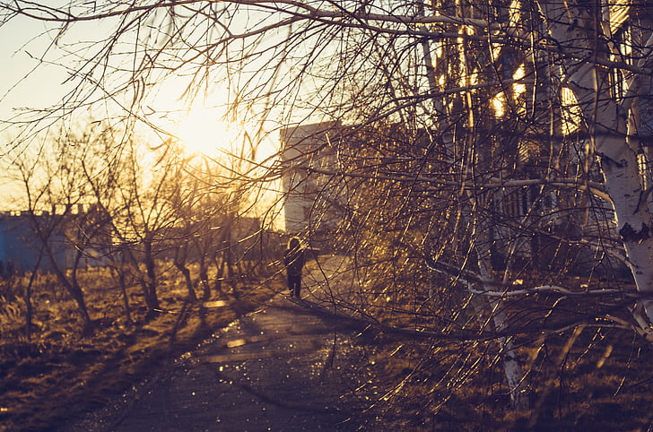 branches, sunset, city, trees, golden hour, walking, strolling