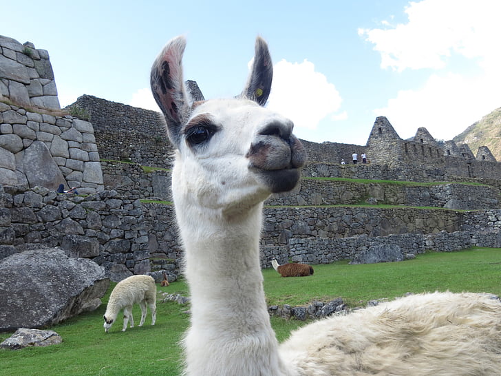 Lama, Peruu, alpaka, macchu, Picchu, Cusco, andes
