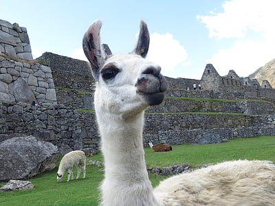 Láma, Peru, alpaka, Macchu, Picchu, Cuzco, Andok
