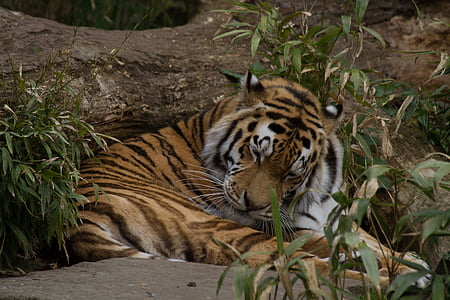 เสือ, ง่วงนอน, สวนสัตว์, แมว, ผ่อนคลาย