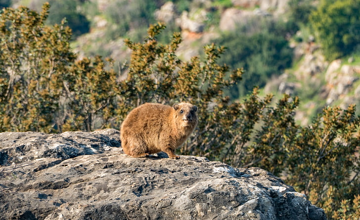 Rock hyrax, animal, nature, Rock, Procavia capensis, blaireau de roche, Daman du Cap