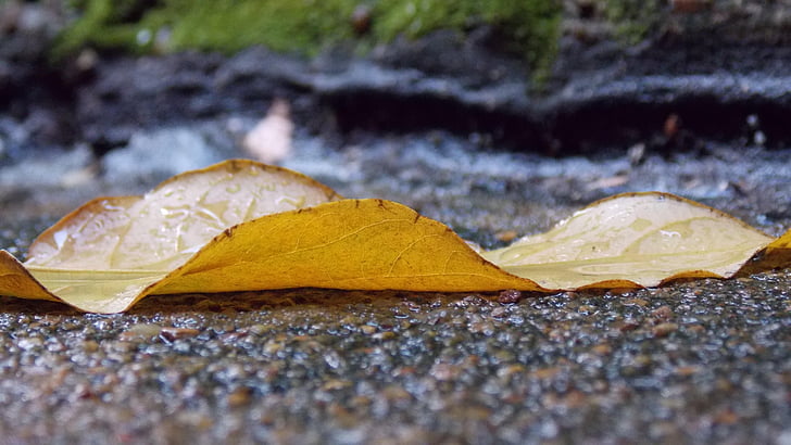 rain, sludge, fallen leaves, yellow, autumn